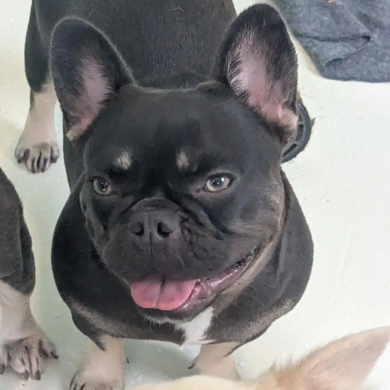An adult small-sized female French Bulldog dog named Nana for adoption in LOXAHATCHEE, FL