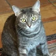 An adult small-sized female Gray / Blue / Silver Domestic Short Hair cat named Michi for adoption in Los Angeles, CA