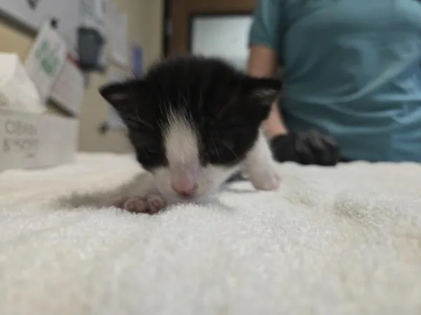 A baby small-sized female Domestic Short Hair cat named Periwinkle for adoption in Oceanside, CA