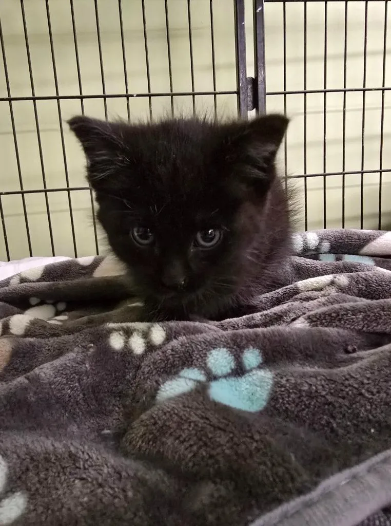 A baby small-sized female Domestic Short Hair cat named Advance Auto for adoption in Auburn, IN