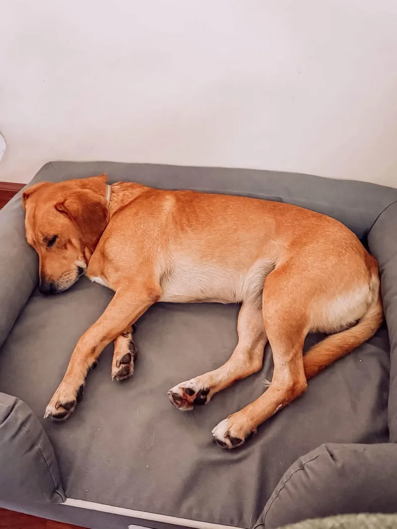 An adult medium-sized male Labrador Retriever dog named Weller for adoption in Germantown, OH