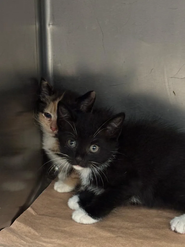 A baby small-sized male Domestic Short Hair cat named Jack for adoption in Cartersville , GA
