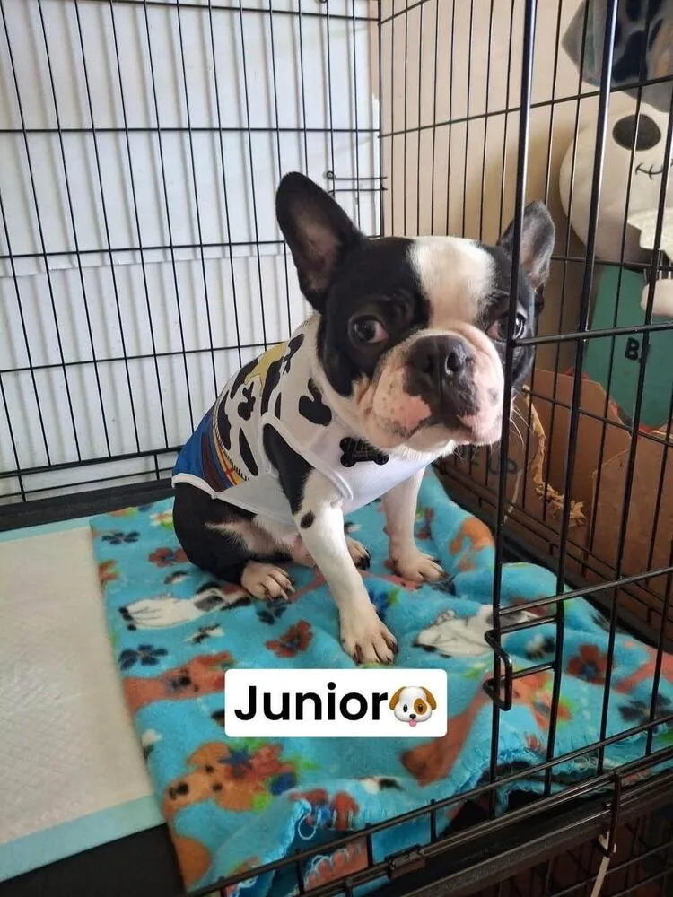 Junior