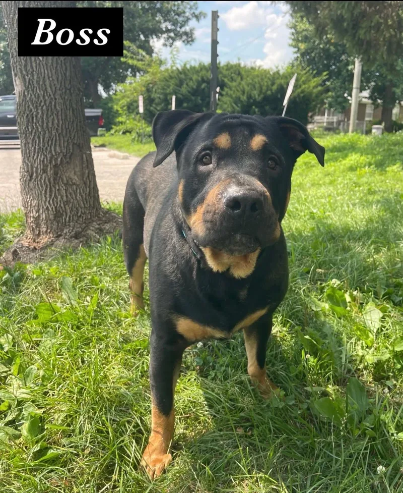 An adult large-sized male Black Rottweiler dog named Boss for adoption in Springfield, IL