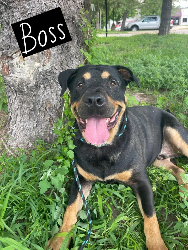 Boss thumbnail 2