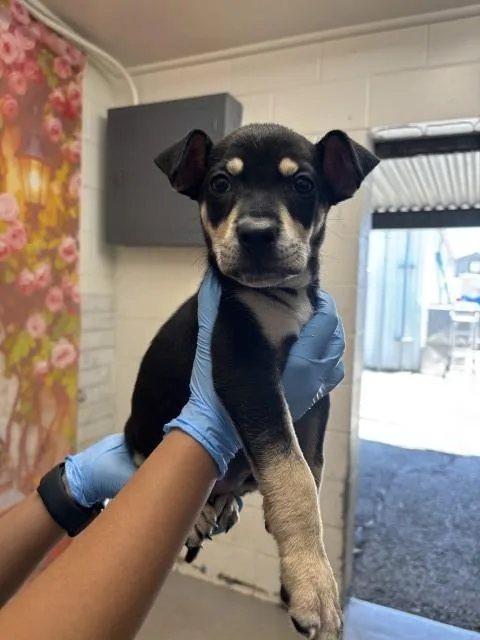 A baby small-sized female Beagle dog named Nugget for adoption in San Bernardino, CA