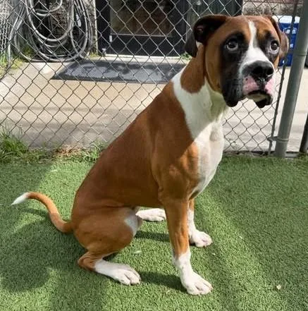 An adult medium-sized male Mixed Breed dog named Harvey for adoption in Columbia, SC