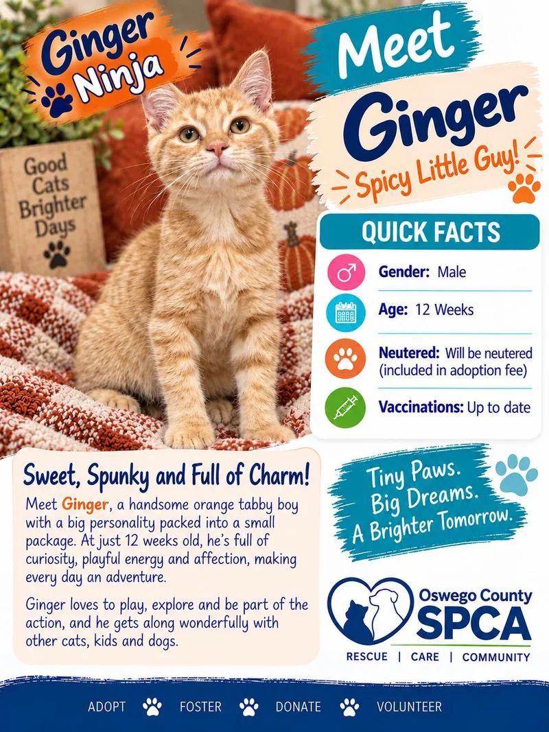 Ginger thumbnail 3