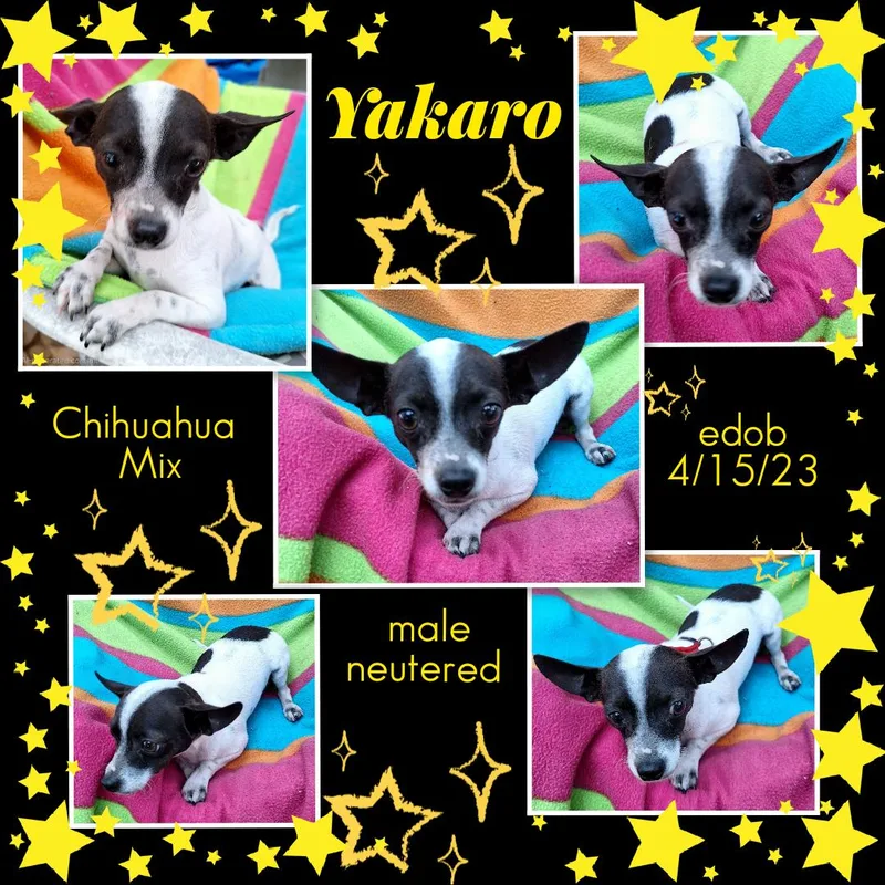 Yakaro Orthw thumbnail 4