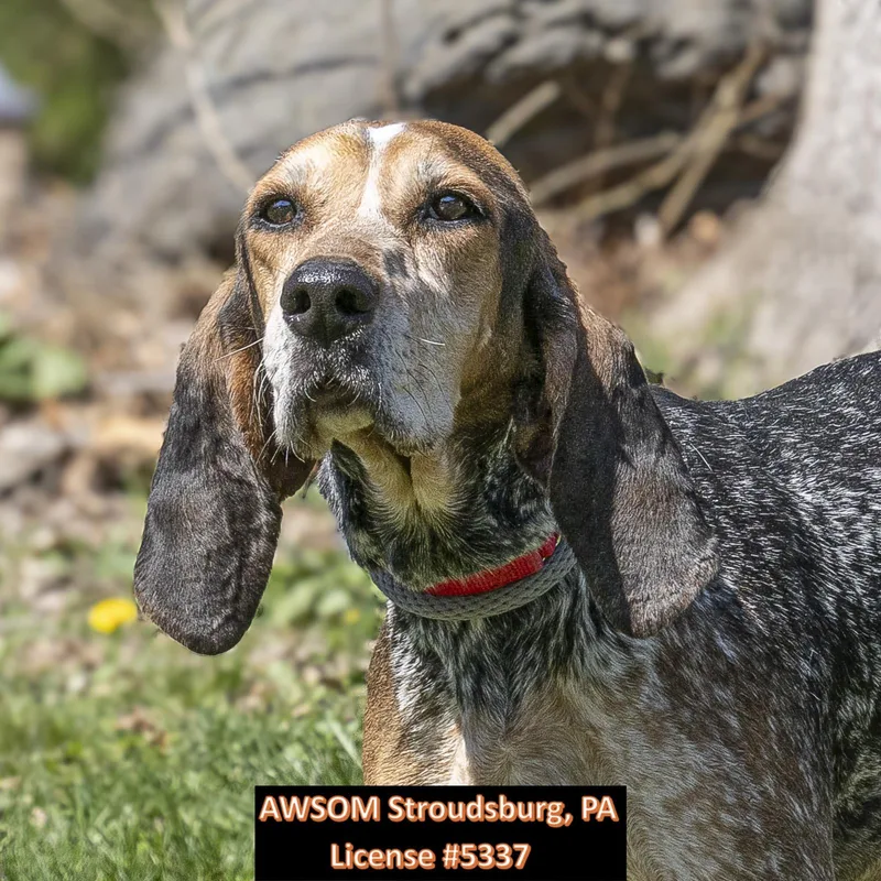 An adult large-sized female Black Coonhound dog named Lacy for adoption in Stroudsburg, PA