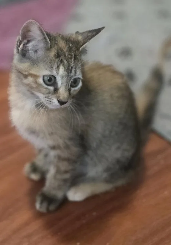 A baby medium-sized female Tortoiseshell cat named Baylor for adoption in Rosenberg, TX