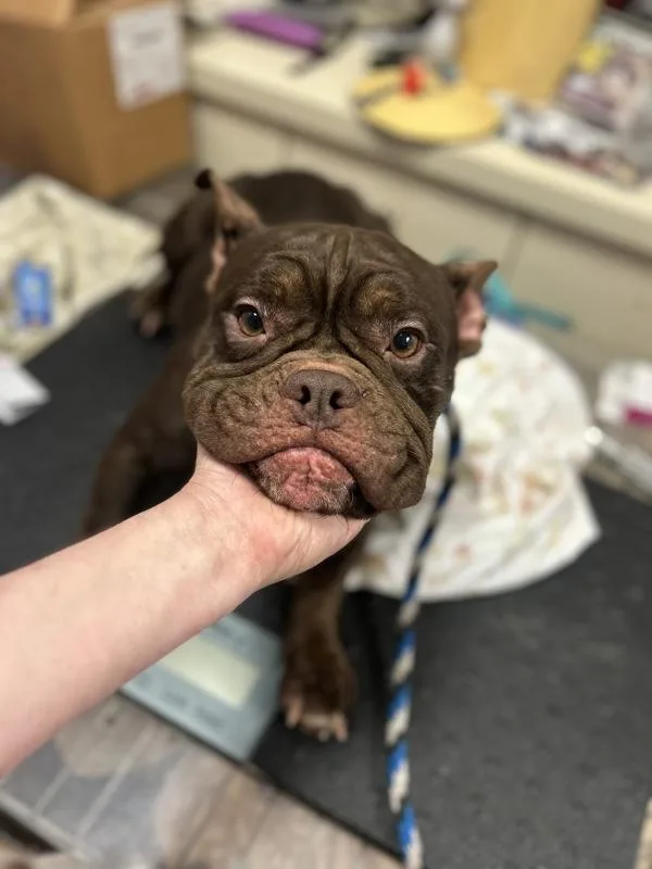 An adult medium-sized female French Bulldog dog named Penny for adoption in Oakland, NJ