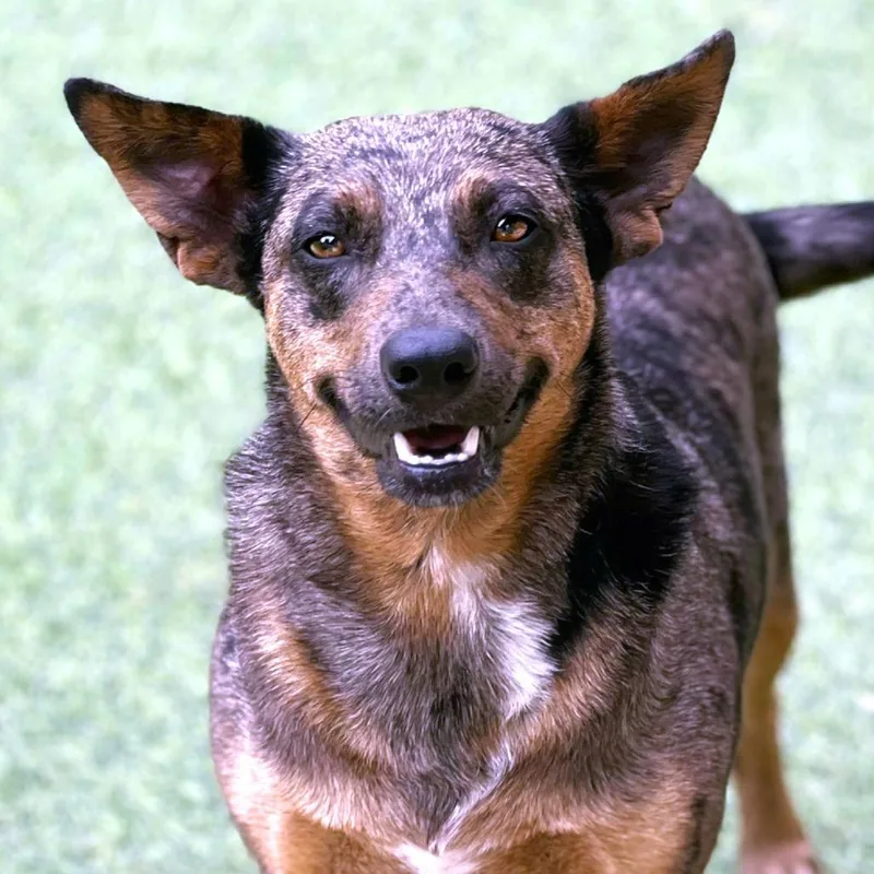 An adult medium-sized female Brown / Chocolate Australian Cattle Dog / Blue Heeler dog named Auburn for adoption in Hondo, TX