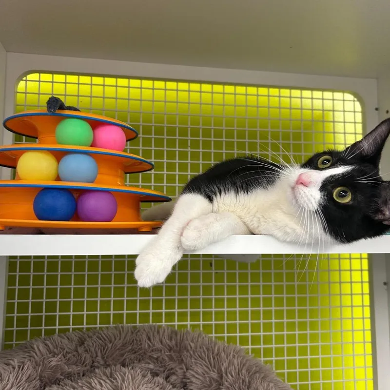 A young medium-sized female Black Domestic Short Hair cat named Patriot for adoption in Middle Village, NY