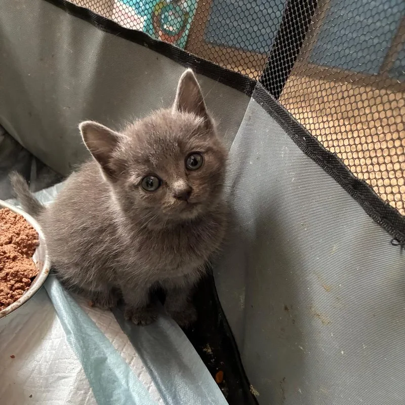 A baby small-sized female Domestic Short Hair cat named Marigold In Manchester for adoption in Alexandria, VA