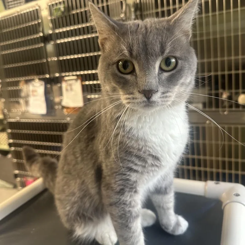 A young medium-sized male Gray / Blue / Silver Domestic Short Hair cat named Spyro for adoption in Columbia Station, OH