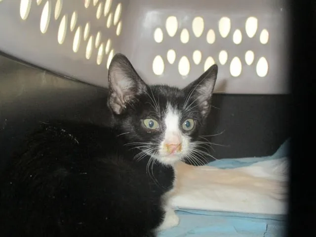 A baby small-sized female Domestic Short Hair cat named Morgan for adoption in Ocala, FL