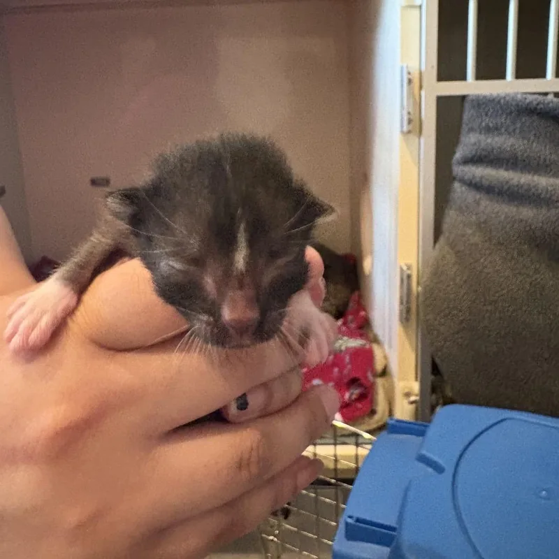 A baby small-sized male Black Domestic Short Hair cat named Johnny for adoption in San Antonio, TX