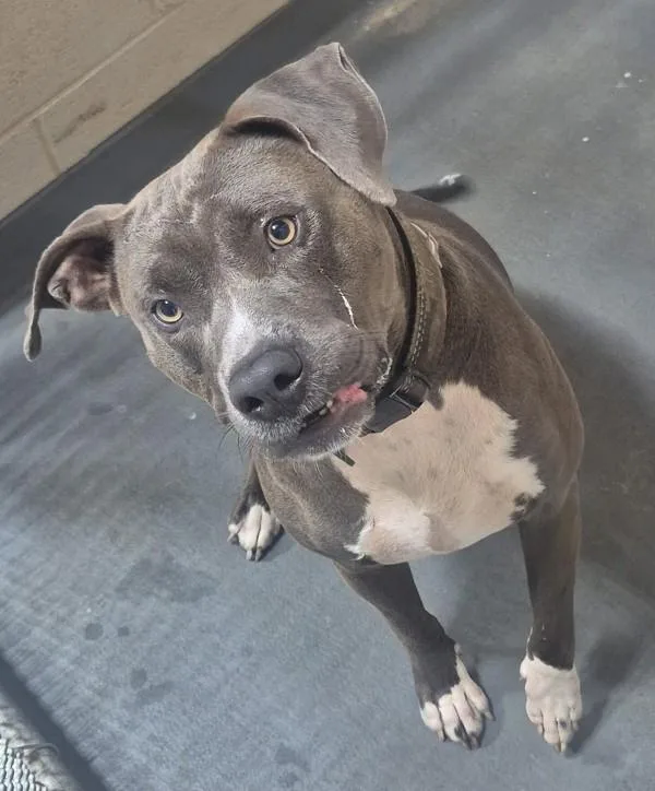 An adult large-sized female Pit Bull Terrier dog named Patti for adoption in Dallas, GA