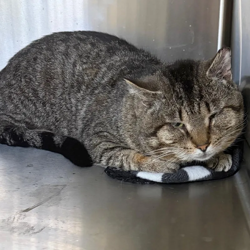 An adult medium-sized male Brown / Chocolate Domestic Short Hair cat named Spicoli for adoption in La Grange, KY