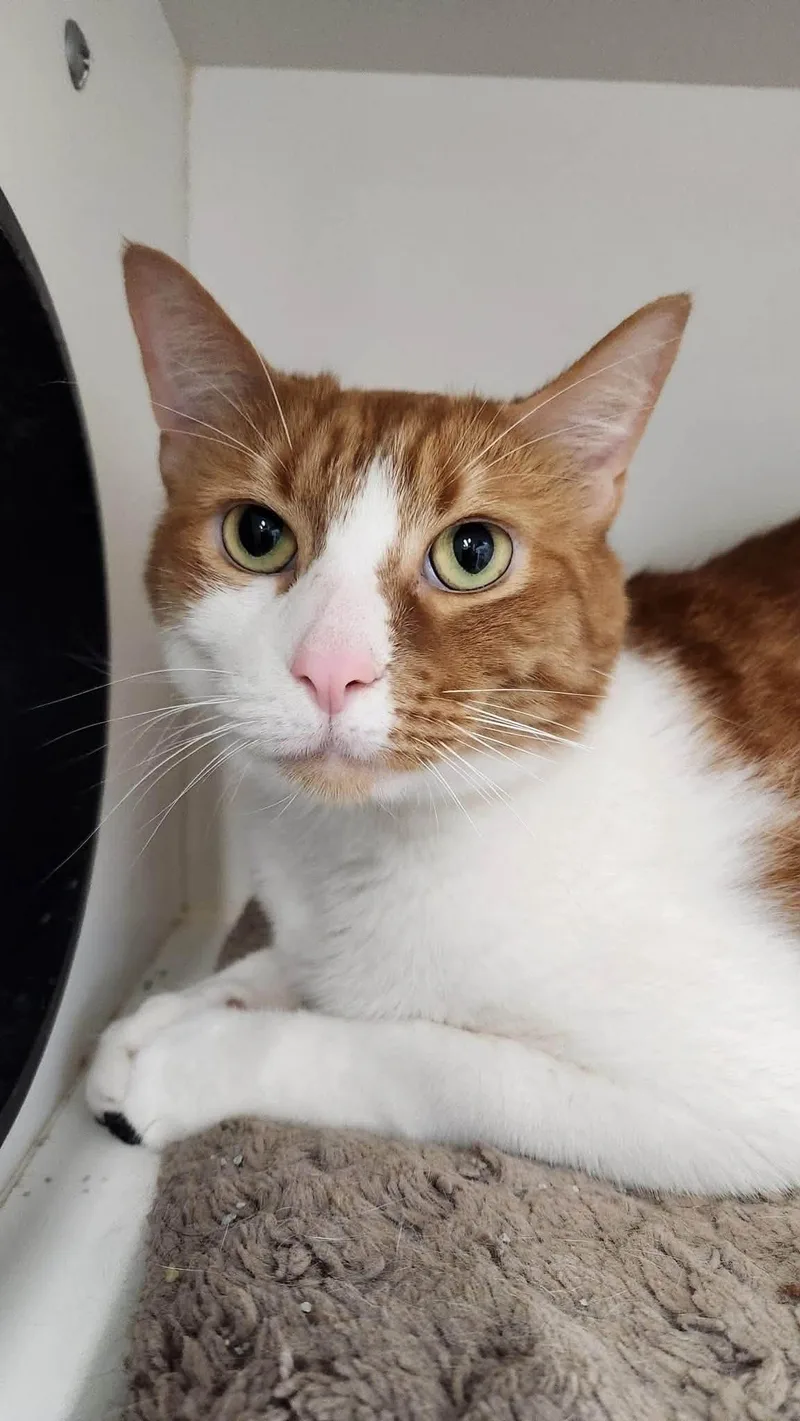 Milo