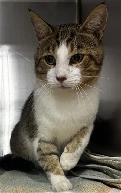 A young large-sized male Domestic Short Hair cat named Soka for adoption in Upper Marlboro, MD