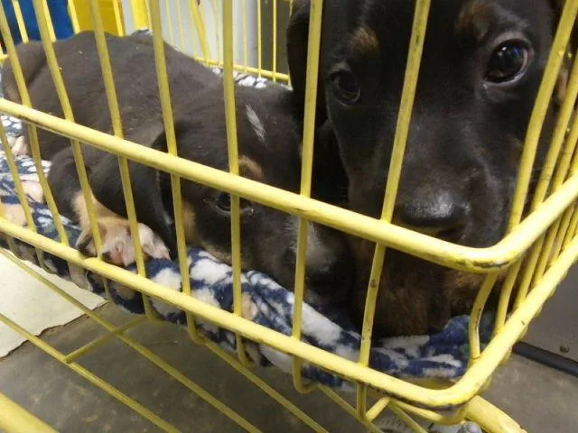 A baby small-sized male Pit Bull Terrier dog named Disco for adoption in Tulsa, OK