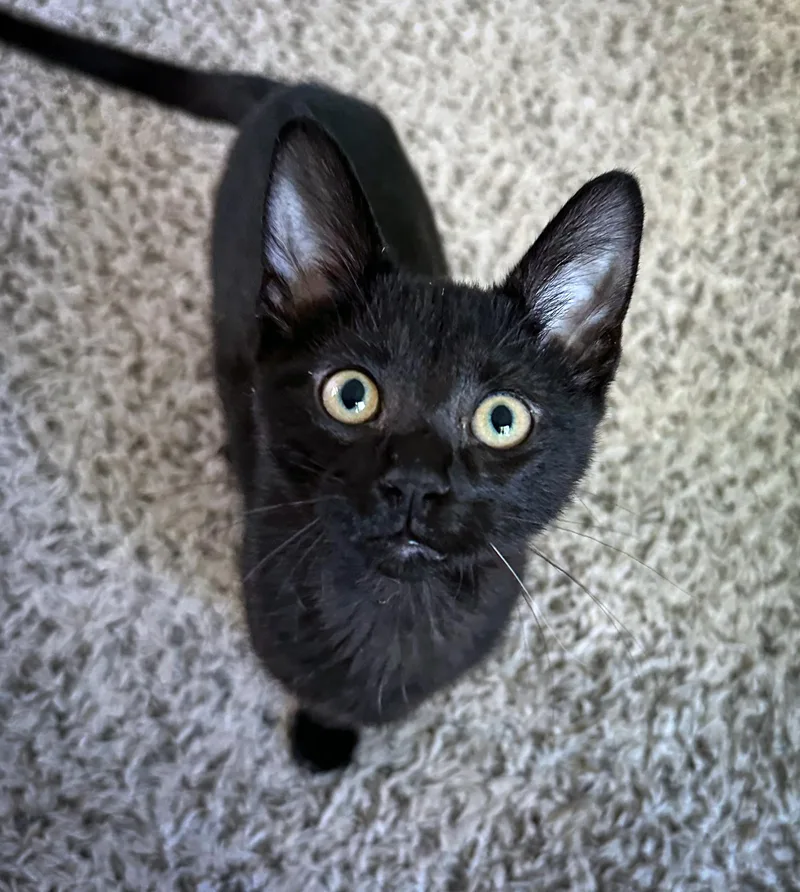 A baby small-sized female Black Domestic Short Hair cat named Lulu for adoption in Nashville, TN