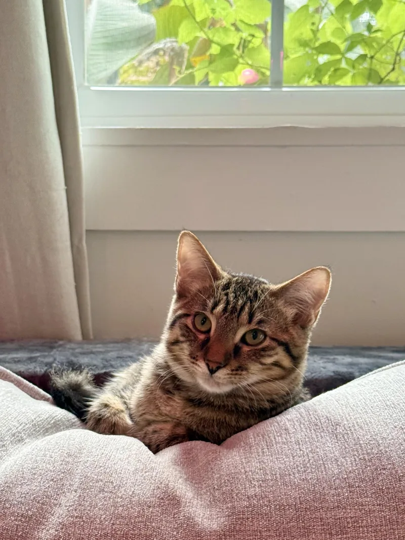 A baby small-sized male Tabby (Brown / Chocolate) Domestic Short Hair cat named Charlie for adoption in Nashville, TN