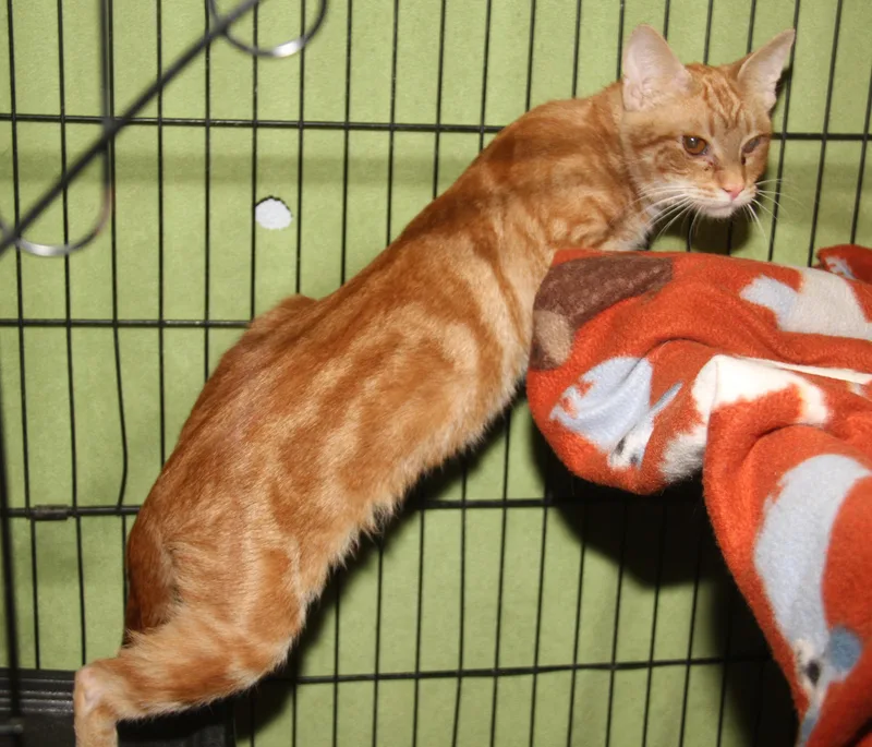 Dijon Mustard thumbnail 2