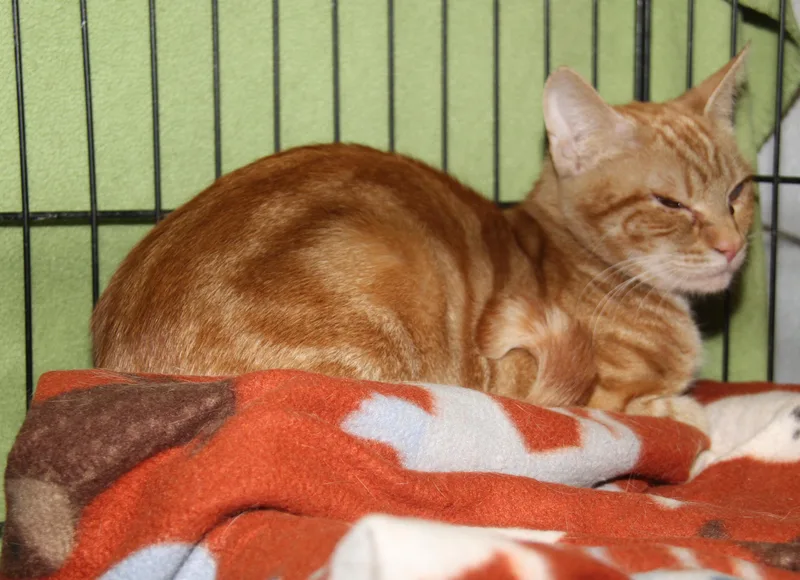 Dijon Mustard thumbnail 3