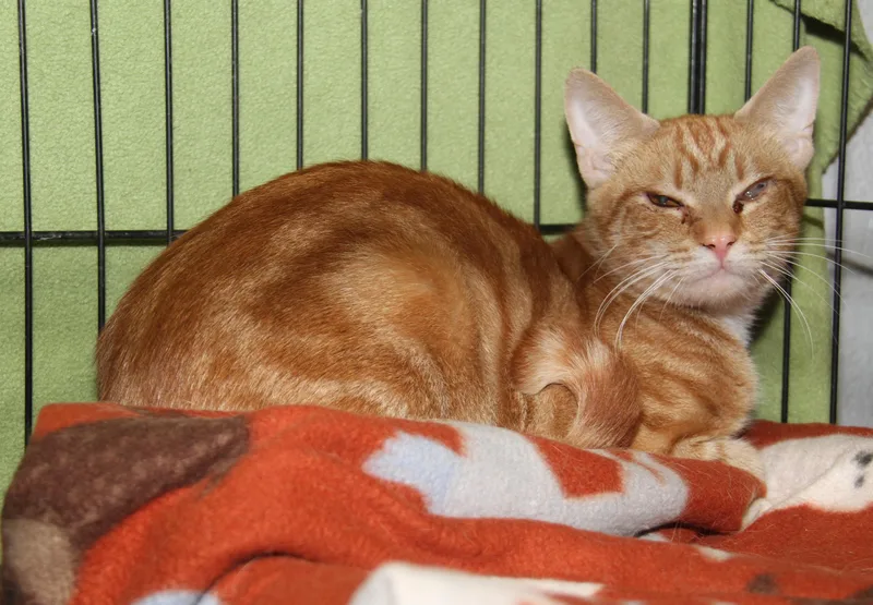 Dijon Mustard thumbnail 4