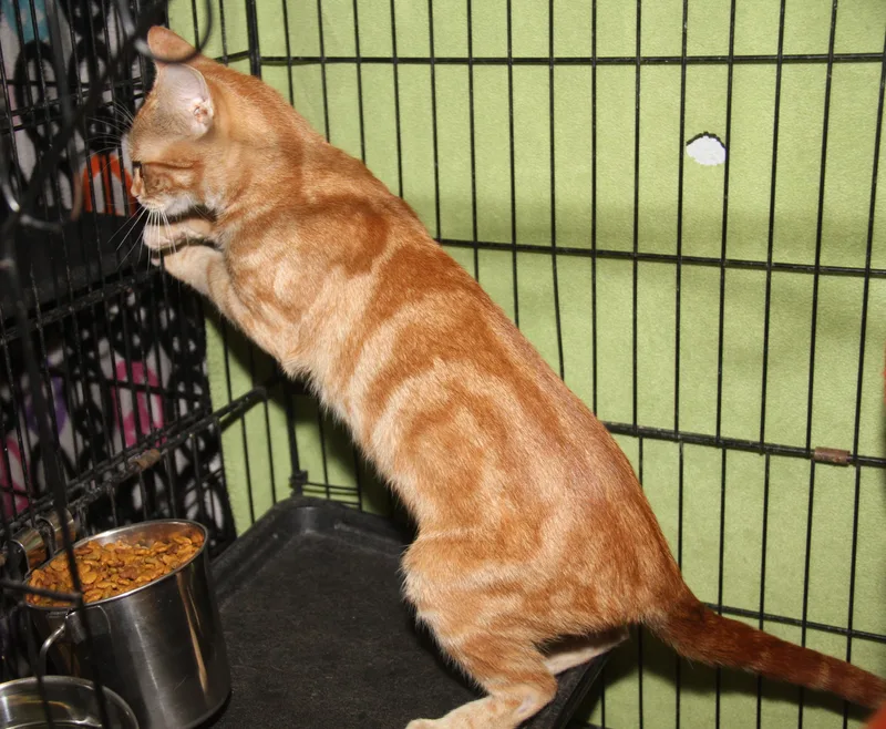 Dijon Mustard thumbnail 5