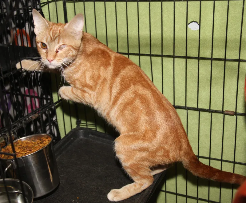 Dijon Mustard thumbnail 6