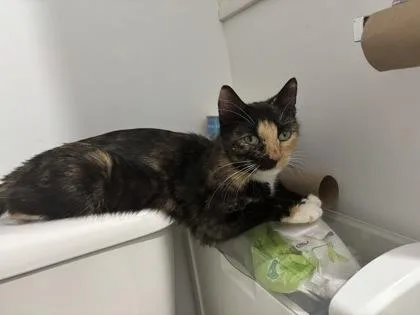 An adult small-sized female Domestic Short Hair cat named Allison for adoption in Saint Anne, IL