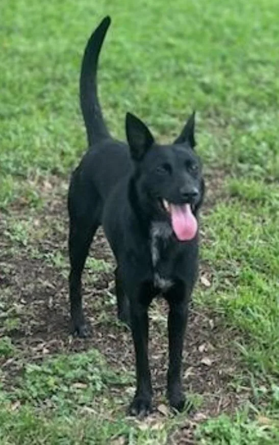 An adult medium-sized female Black German Shepherd Dog dog named Mary Ann for adoption in Houston, TX