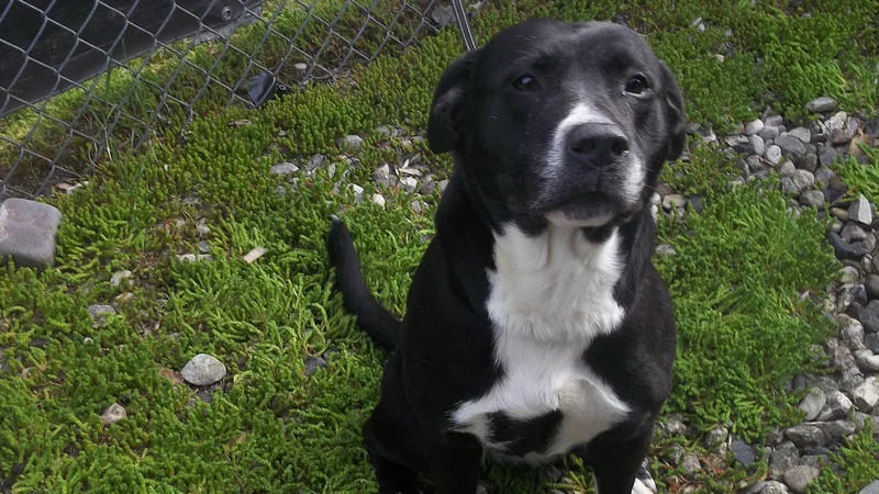 An adult large-sized male Black Boxer dog named Duke for adoption in Reed City, MI