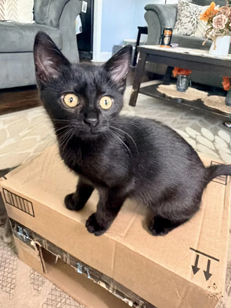 A baby small-sized female Domestic Short Hair cat named Dorito for adoption in Pittsburgh, PA
