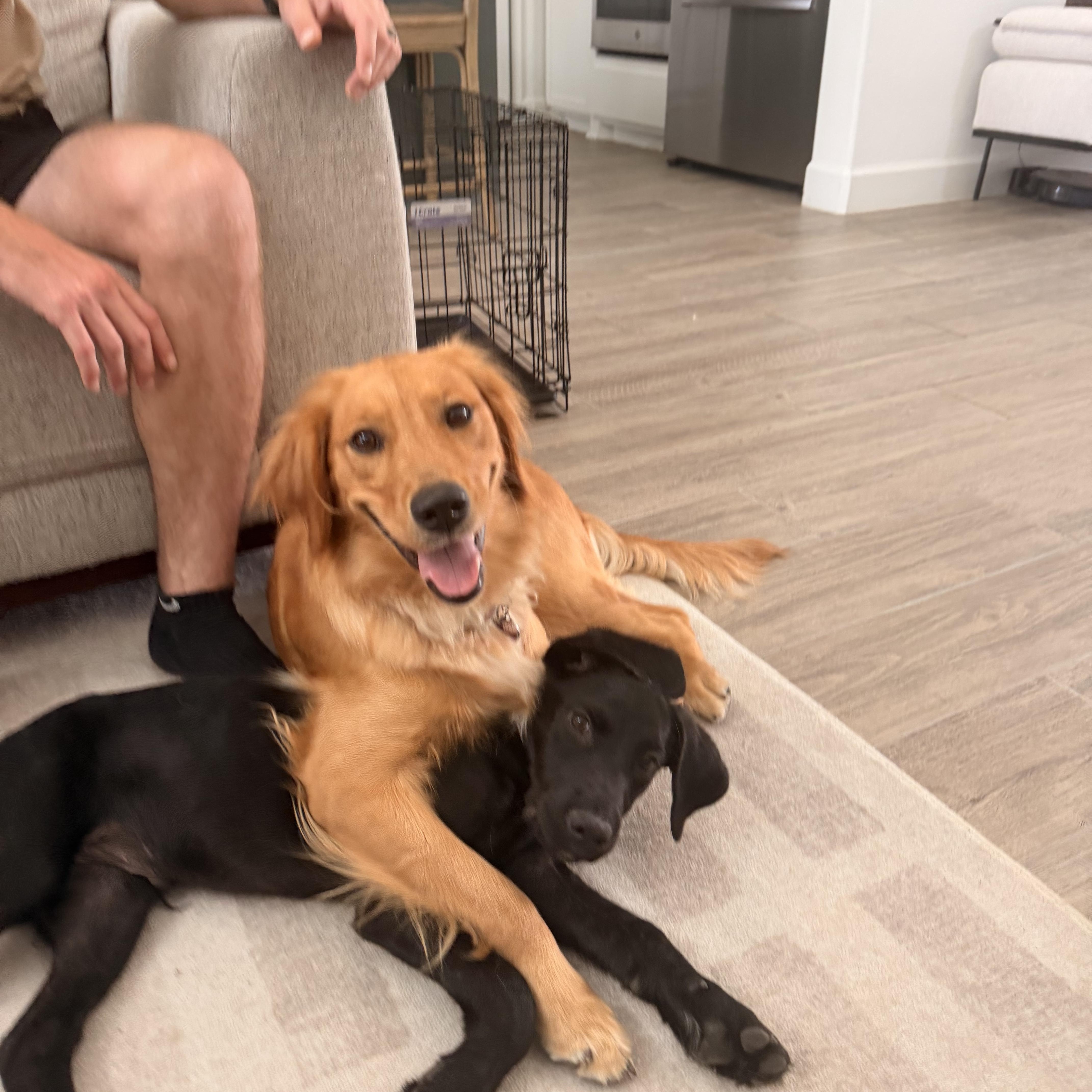 A baby medium-sized male Black Labrador Retriever dog named Nimbus for adoption in Pflugerville, TX