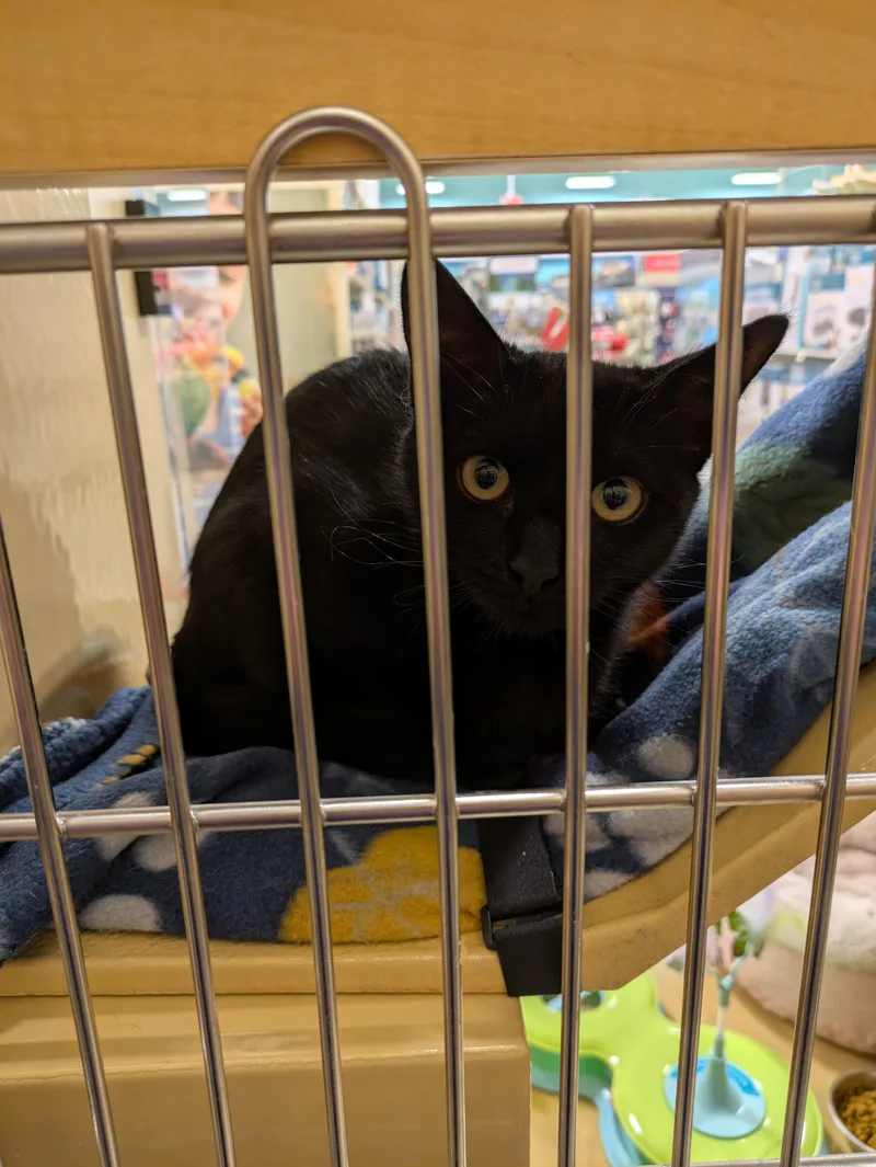 A young medium-sized female Black Domestic Short Hair cat named Bo Peep & Pumpkin for adoption in Worcester, MA