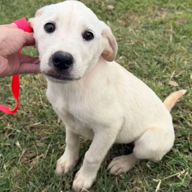 A baby medium-sized female White / Cream Australian Cattle Dog / Blue Heeler dog named Nova for adoption in Aledo, TX
