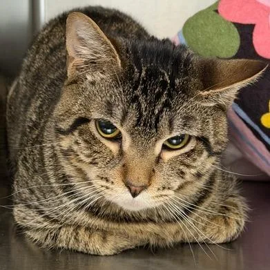 A young medium-sized male Domestic Short Hair cat named Mcbryde for adoption in Cumming, GA