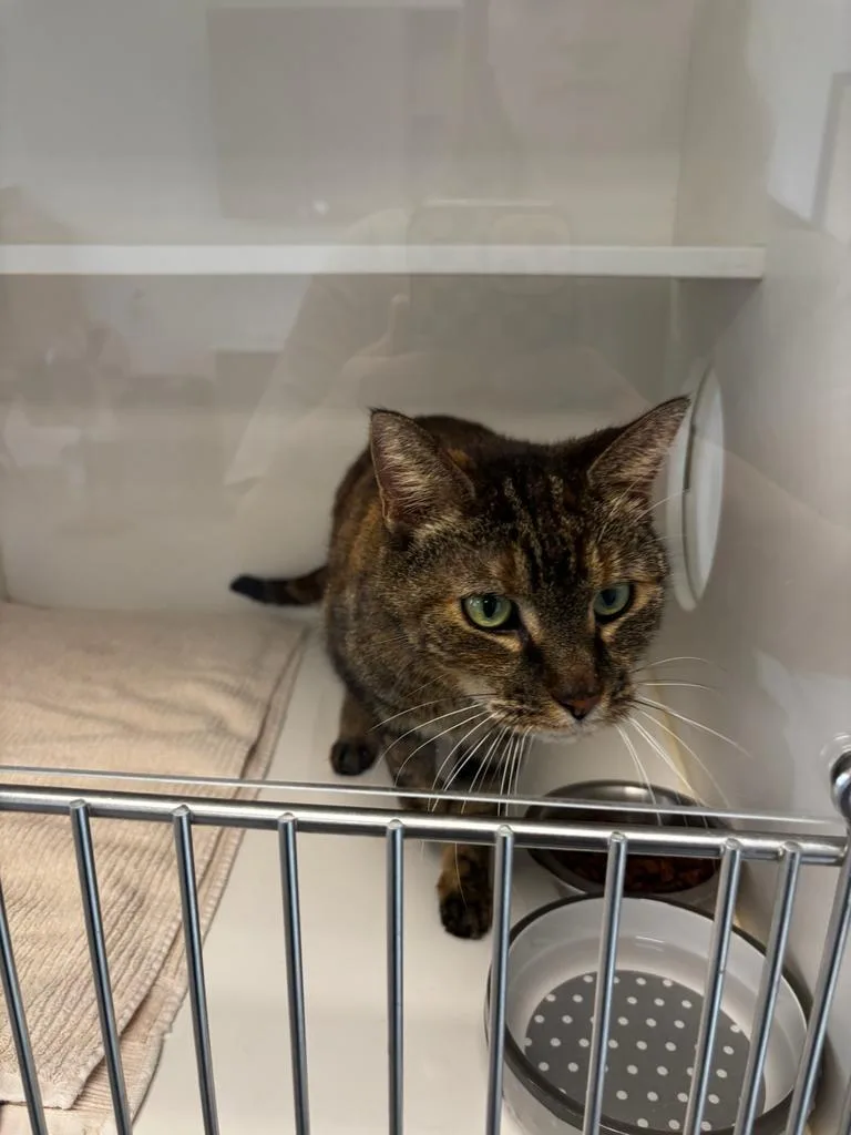 A senior medium-sized female Domestic Short Hair cat named Beverly for adoption in Greenfield, IN