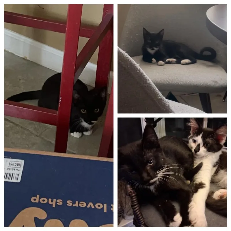 A baby small-sized female Black Domestic Short Hair cat named Honey Badger for adoption in Orangevale, CA