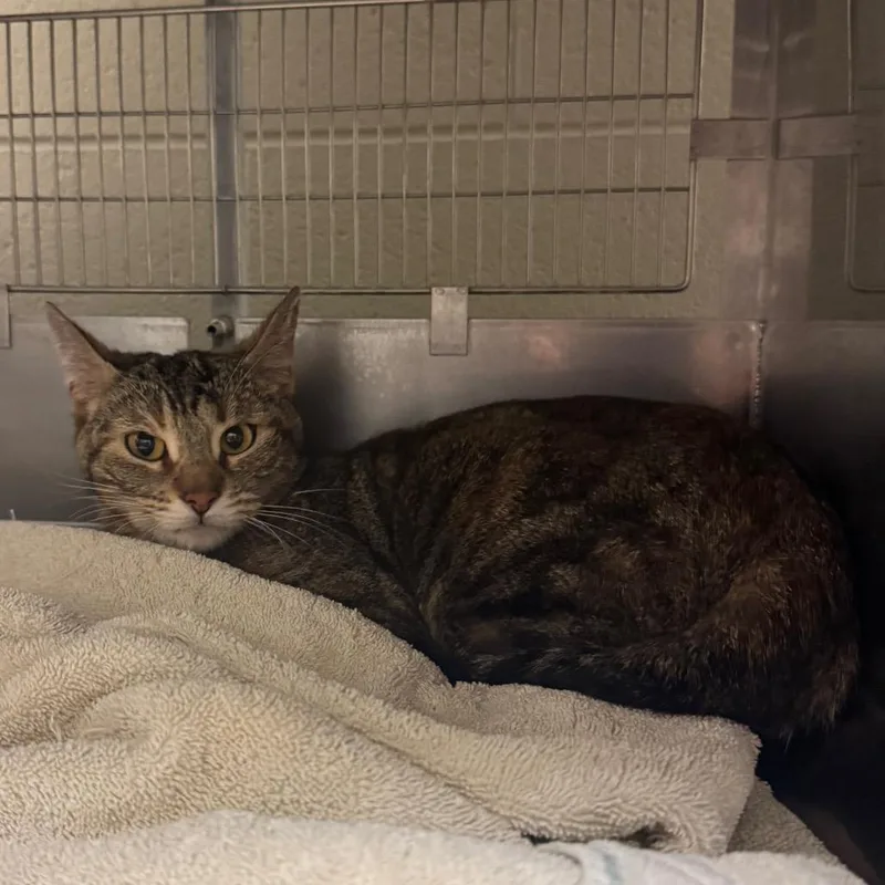 An adult medium-sized female Brown / Chocolate Domestic Short Hair cat named Julia for adoption in Bristol, IN