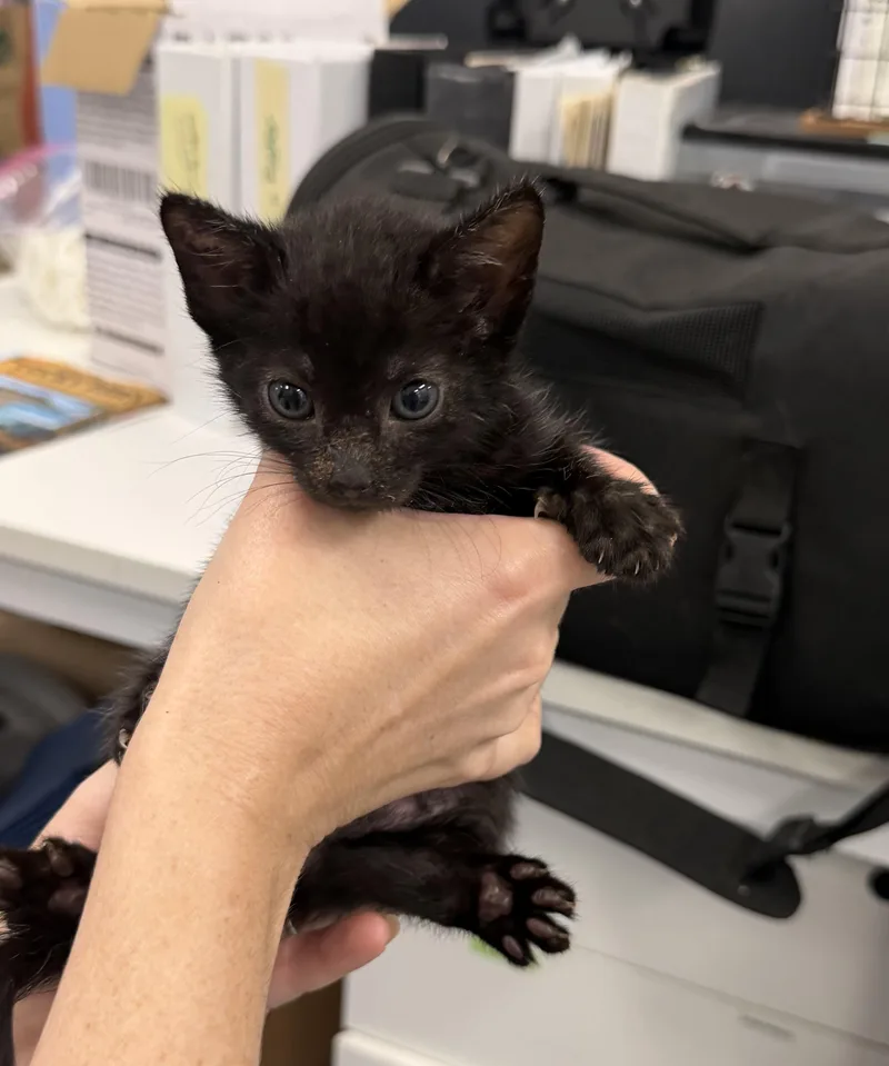 A baby small-sized female Domestic Short Hair cat named Pantera for adoption in Honolulu, HI
