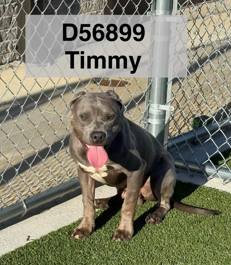 A young medium-sized male Mixed Breed dog named TimmyDrako for adoption in Clarksville, TN