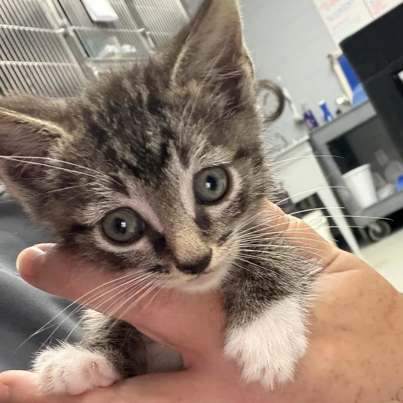 A baby small-sized male Brown / Chocolate Domestic Short Hair cat named Thaddeus for adoption in Marion, VA