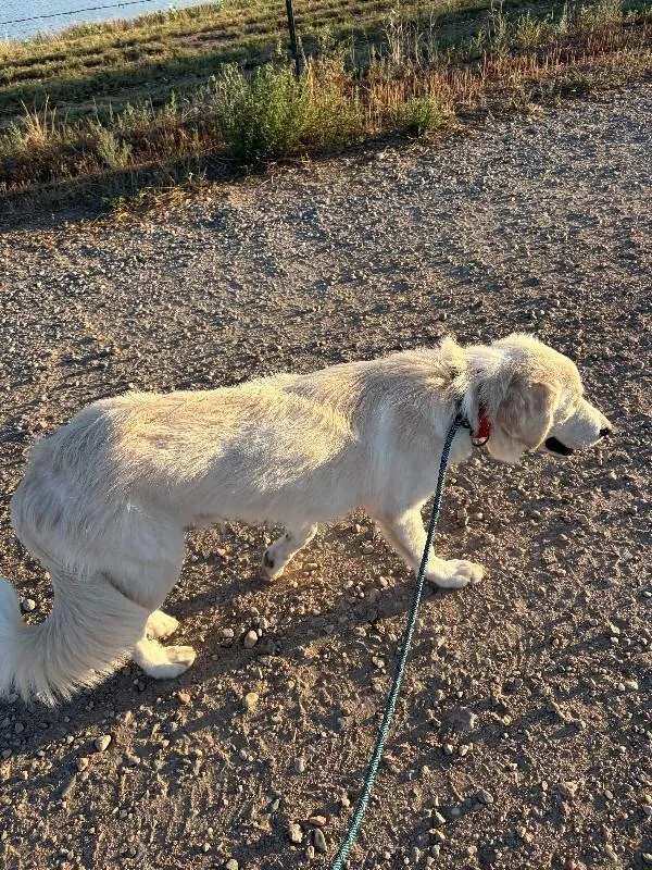 A young medium-sized male White / Cream Great Pyrenees dog named Buttermint for adoption in Fort Collins, CO