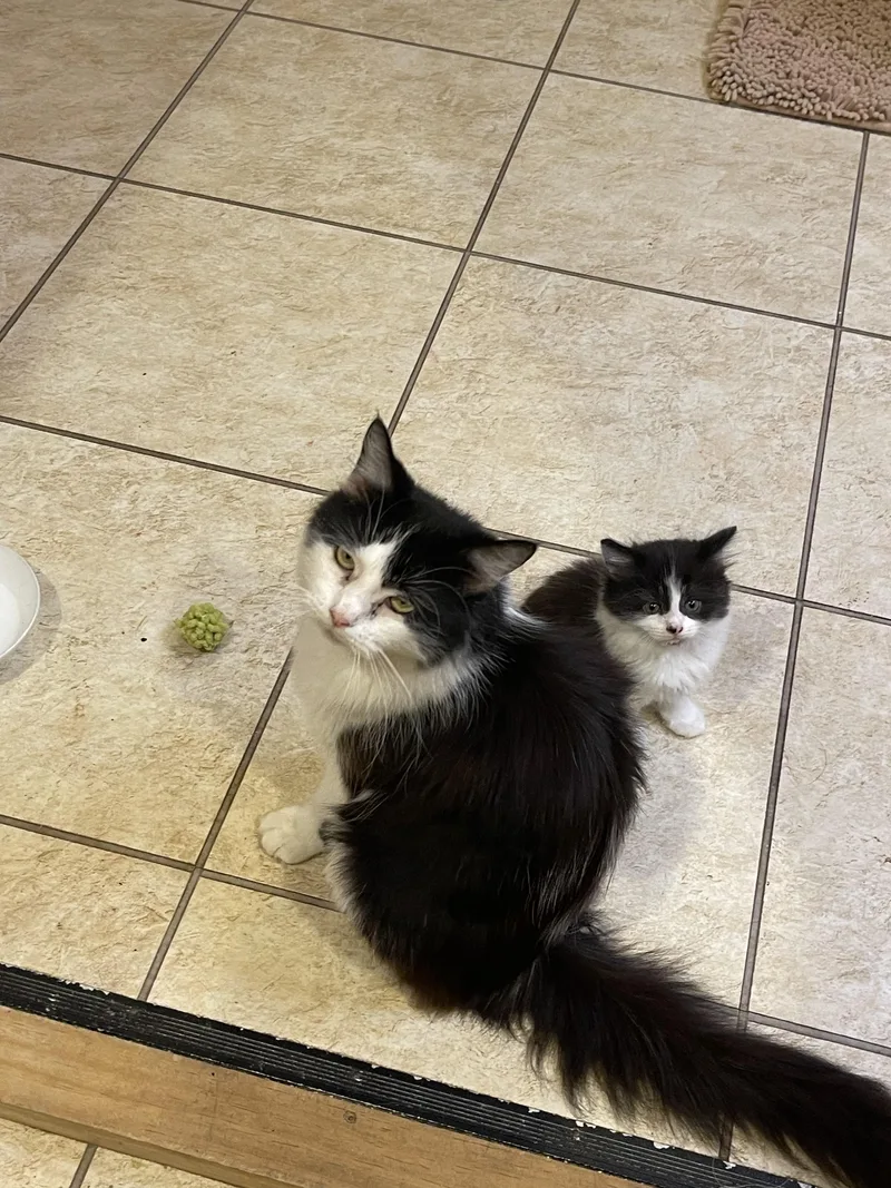 An adult large-sized female Black & White / Tuxedo Tuxedo cat named Miriam for adoption in Mansfield, PA